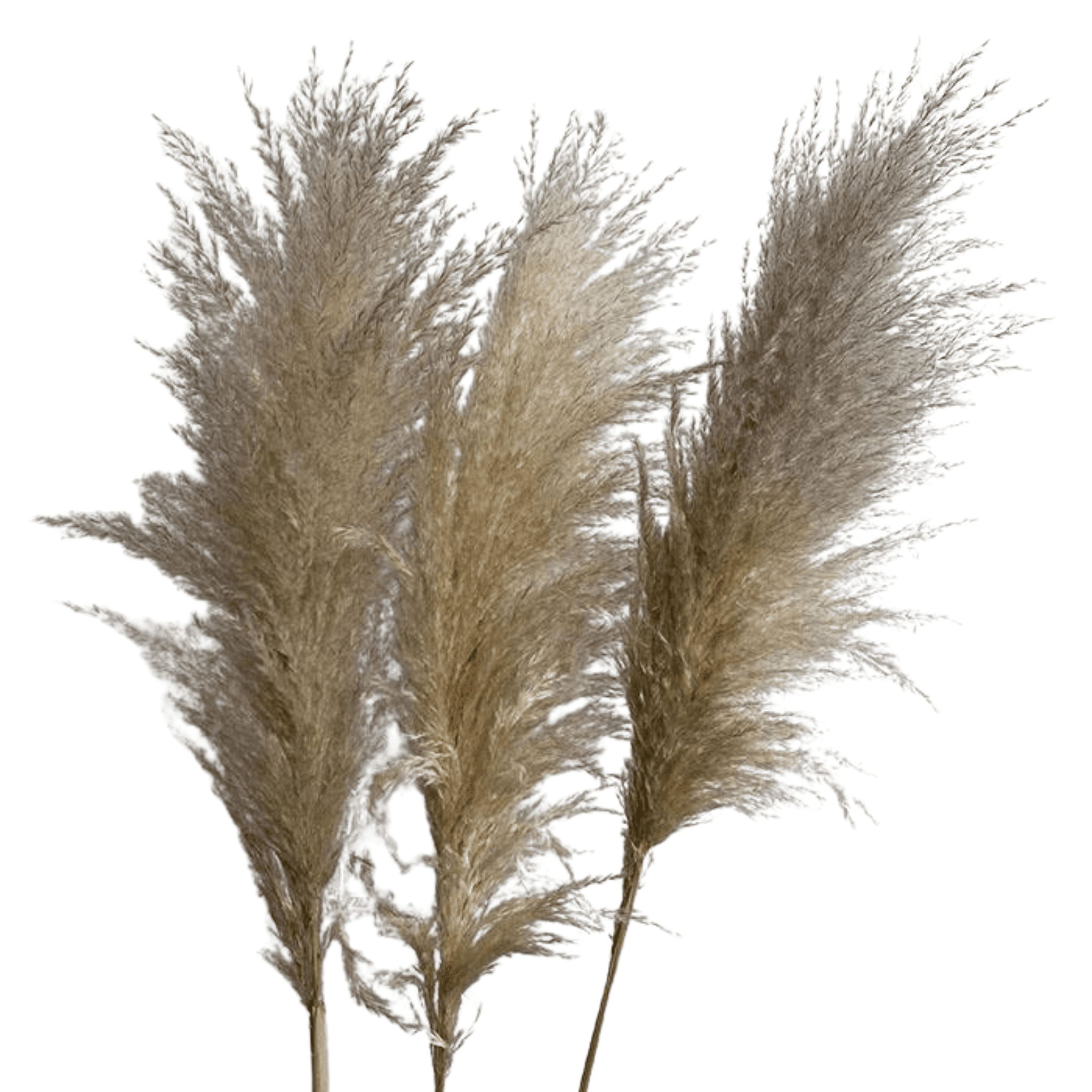 Dried Pampas Grass Bunch
